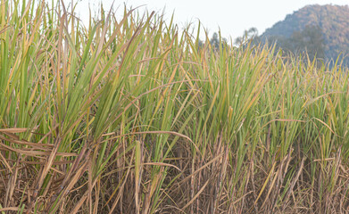Sugar cane plantation - Saccharum officinarum