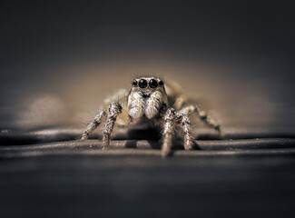 Springspinne in düsterer Stimmung