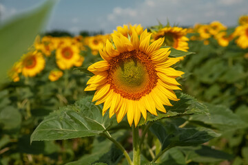 Fototapeta premium field of blooming yellow sunflowers in summer