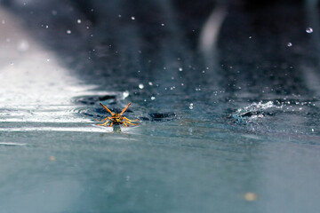 Wasp water slide landing