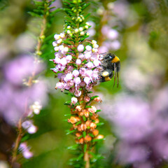 A Bee takes pollen from a flower in a garden in San Sebastian, Spain