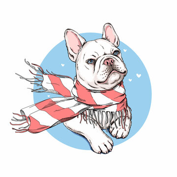 Cute french bulldog in a striped scarf. Vector illustration in hand-drawn style. Image for printing on any surface	