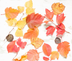 Fototapeta na wymiar autumn leaves on a white background