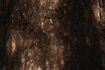 Texture of nature - Close-up of a large tree trunk.
