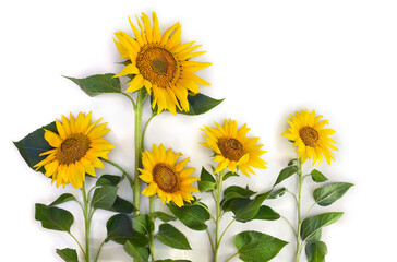 Flowers sunflower ( Helianthus annuus ) with leaves on white background with space for text. Top view, flat lay