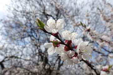 Twig of blossoming apricot tree in April
