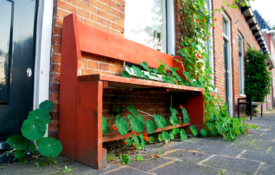 Weathered red wooden bench overgrown with plants on a city street in Groningen