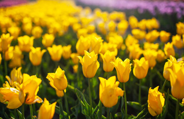 Field with planted yellow tulips