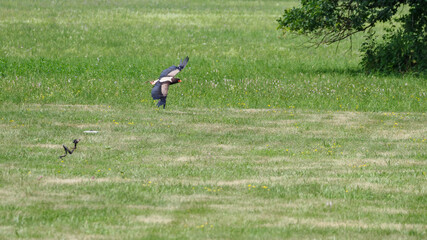 The Eagle Conjurer flies onto the lawn.