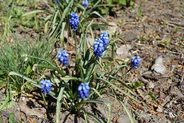 Small blue flowers of muscari in April