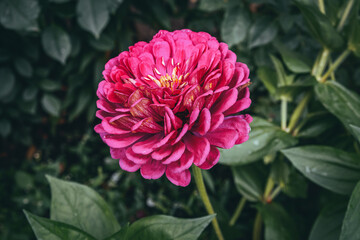 Pink peony on a background of greenery