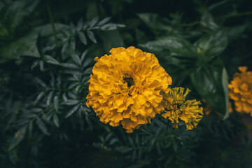 Beautiful yellow flower on a background of greenery