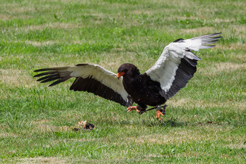 An eagle juggler hunts a snake on the ground.