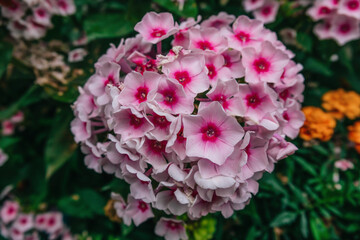 Pink phlox flowers in the garden