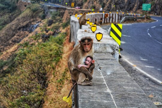 monkey with her baby