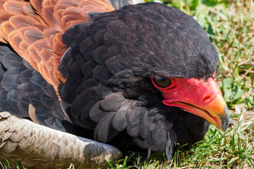 Portrait of an eagle juggler lying and cooling on the grass.