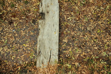 autumn leaves on the water