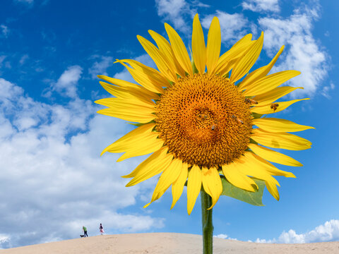 Sunflower  Against Sand Dune And Blue Sky Background