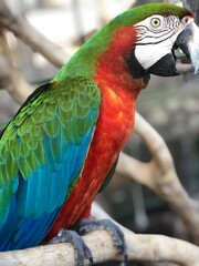 A red macaw