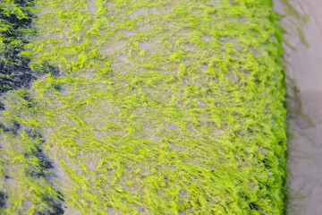 green moss on the stone