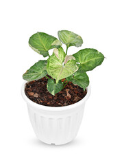 Syngonium “Strawberry ice” isolated on white background