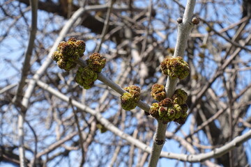 Closeup of flower buds of Acer negundo against blue sky in mid March