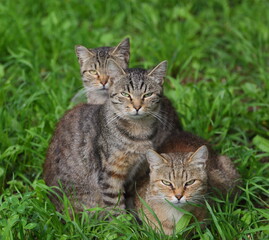 Three gray striped cats are sitting in the green grass