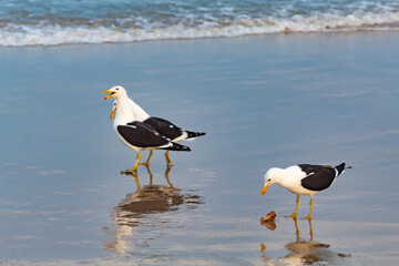 yellow billed stork on beach