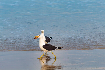 seagull on the beach