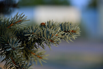 Fluffy sprigs of decorative blue spruce close-up in yellow late evening sunlight with beautiful blurred bokeh from urban environment.