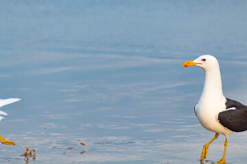 Kelp Gull on the beach