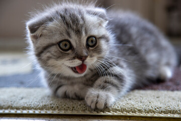 two months old munchkin kitty cat, cute kitten sticking out tongue