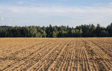 A plowed field after harvesting against the background of a bright blue sky
with floating fluffy clouds and forest. Summer time