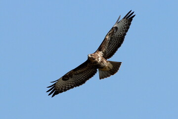 buse variable dans le ciel bleu