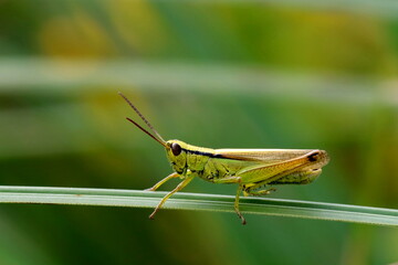 criquet des roseaux Mecostethus parapleurus sur brin d'herbe