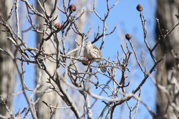 bird on a tree