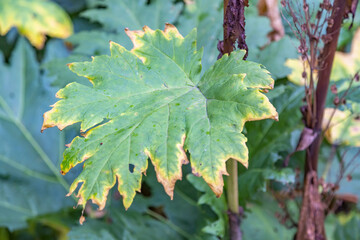 A withered sickly leaf of a green plant. Consequences of chemical treatment with pesticides
