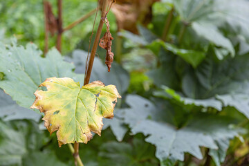 A withered sickly leaf of a green plant. Consequences of chemical treatment with pesticides