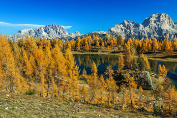 Stunning Federa lake in the autumn larch forest, Dolomites, Italy