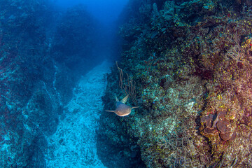 Nurse shark during a scuba dive at Belize