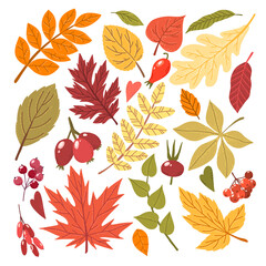 Fototapeta premium Fall leaves and berries, hand drawn vector flat