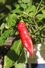 Pimenta Dedo-De_Mo&ccedil;a (Capsicum baccatum) Chilli