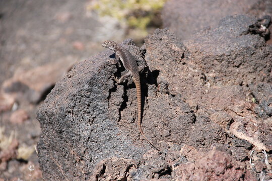Lizard in Payunia