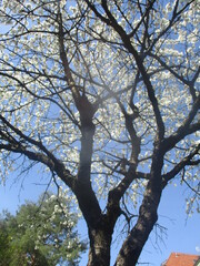Cerisier en fleur dans le ciel bleu