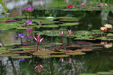 睡蓮の花々　水辺に咲く　夏（高知県）
