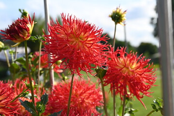 several red chrysanthemum blossoms