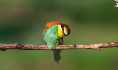 bird looks at the camera with interest
