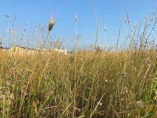 Obraz premium grass and sky