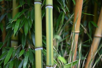 texture of Bamboo forest 