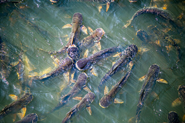 Many catfish are swimming in the water.